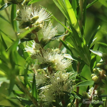 Melaleuca Revolution Green flowering