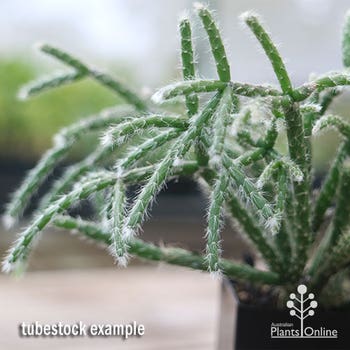 Rhipsalis baccifera - mistletoe cactus