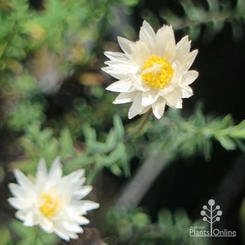 Rhodanthe Sunray Snow paper daisy flowers