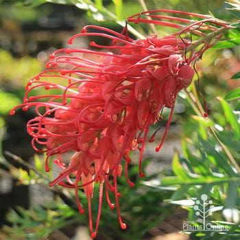 Robyn Gordon grevillea flower fully open