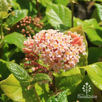 Rondeletia amoena 