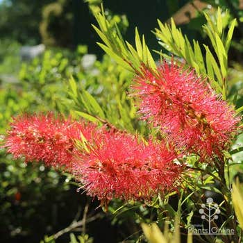 Rose Opal callistemon