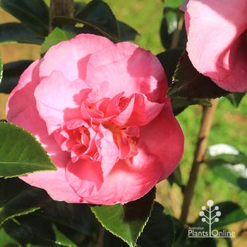 Camellia sasanqua Roseann