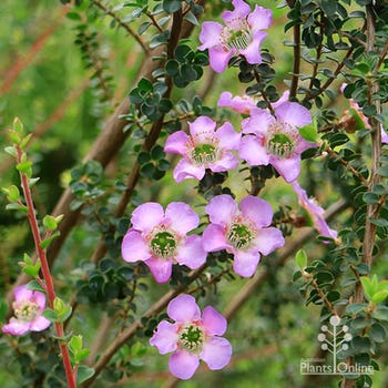 Leptospermum Lavender Queen flower