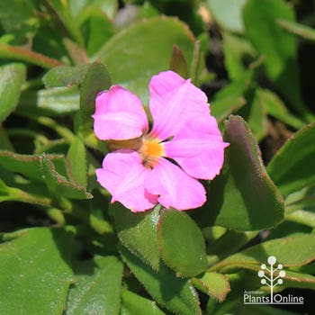 Pink Perfection - royal robe scaevola