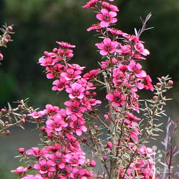 Rubrum nana dwarf tea tree flowers