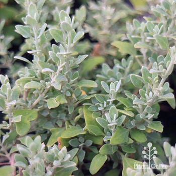 spiny saltbush