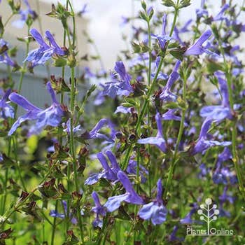 pale blue salvia African Sky