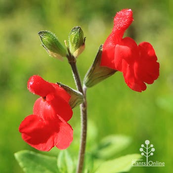 salvia Huntington Red