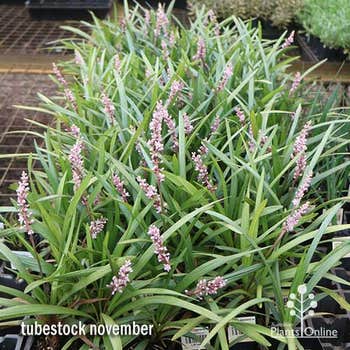 pink liriope Samantha in flower
