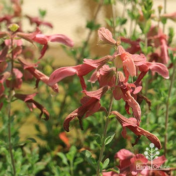 salvia lanceolata