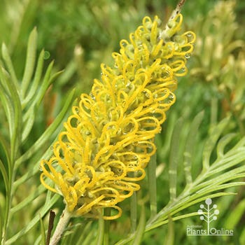 Sandra Gordon grevillea flower