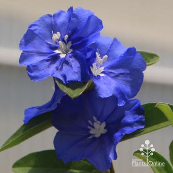 Sapphire Blue evolvulus flowers