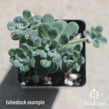 Sedum Silver Mound