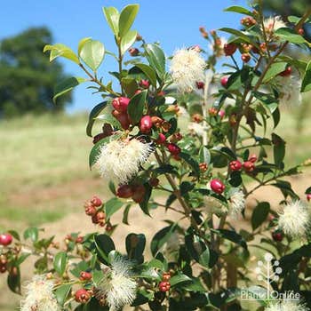 Syzygium Select lilly pilly - white flowers, red berries, evergreen leaves