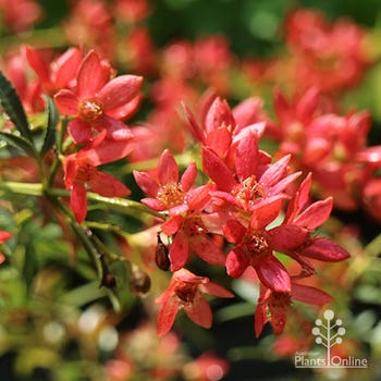 Shiraz NSW Christmas bush flowers