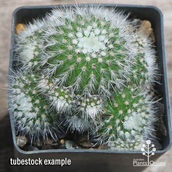 Parodia scopa - silver ball cactus