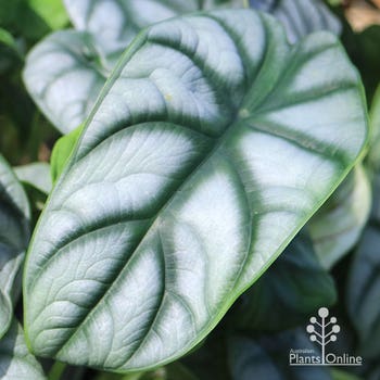 Alocasia Silver Dragon