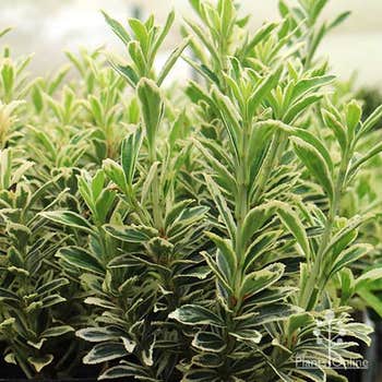 Silver Pillar variegated white and green euonymus