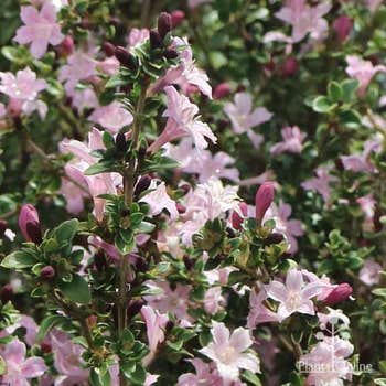 Serissa Snow Leaves Pink flowering