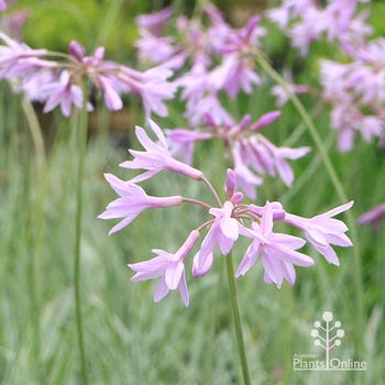 variegated society garlic flowers