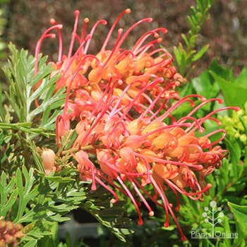 Soopa Doopa grevillea flowers