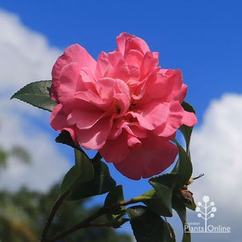 Sparkling Burgundy pink double camellia 