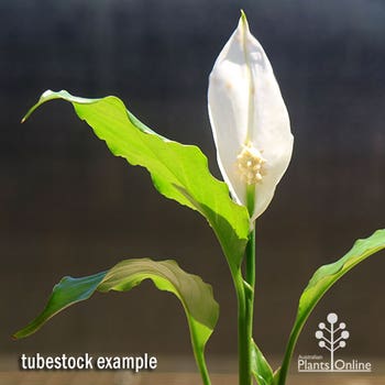Spathiphyllum Stephanie peace lily flower