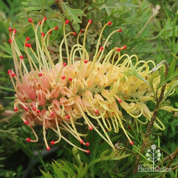 peaches and cream flower of Grevillea Strawberry Sundae