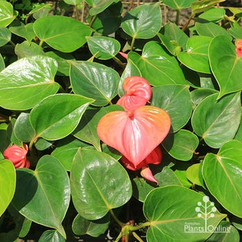 Anthurium Success Pink plants