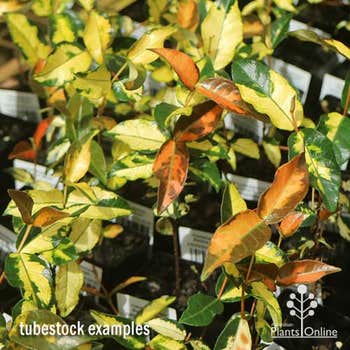 Trachelospermum Summer Sunset tubestock plant