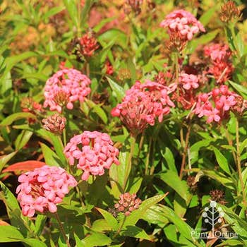 Rondeletia Sweet Caprice