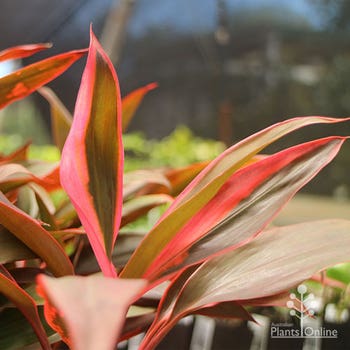 Tangelo orange cordyline