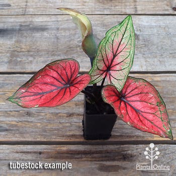 Thai Beauty caladium