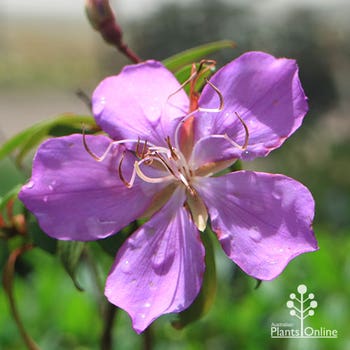 Tibouchina Lilac Time flower