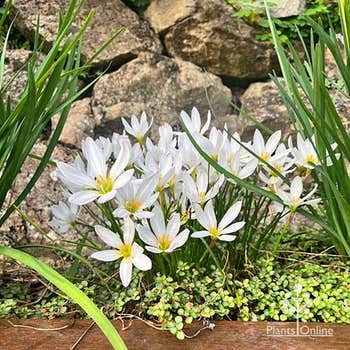 Zephyranthes - rain lily