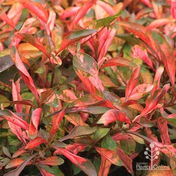 Alternanthera Tricolor