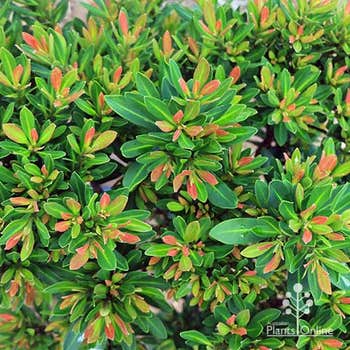 Tristaniopsis Sprite - water gum