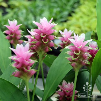 pink and white ornamental ginger Twister