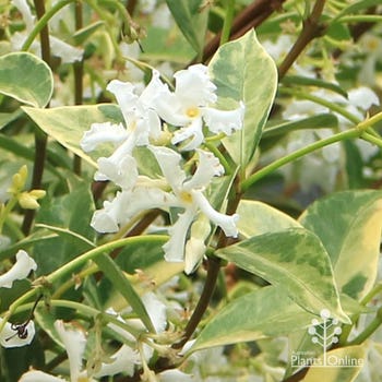 Trachelospermum Valley Lights - variegated star jasmine