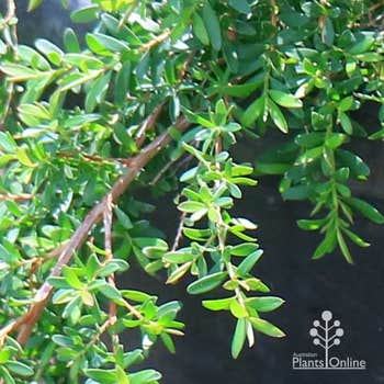 Leptospermum Vertical Drop