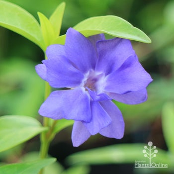 double flowered purple periwinkle Viinca Fore Pleno