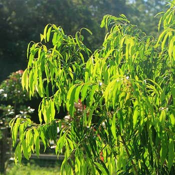 Waterhousea Sweeper weeping lilly pilly