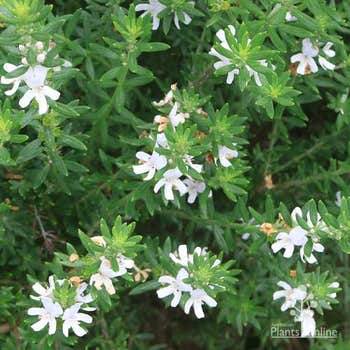 white coast rosemary flowers in spring