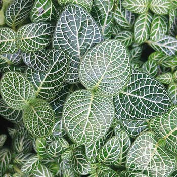 Fittonia White Angel