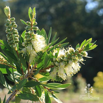 White Anzac bottlebrush in sunshine