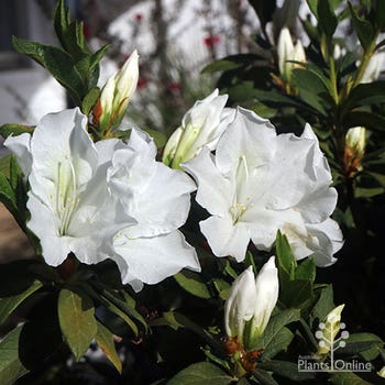 Azalea Alba Magnifica