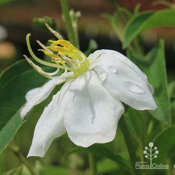 white bluetongue flower Melastoma alba