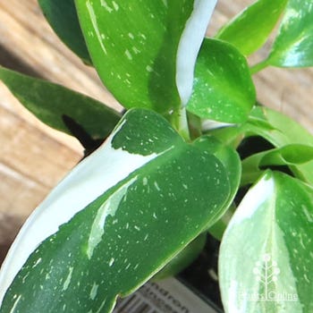 Philodendron White Princess leaf markings