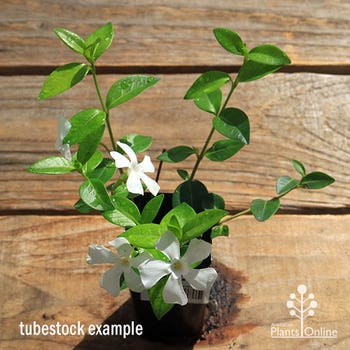 Vinca alba tubestock plant